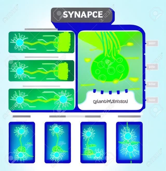Synapse vector illustration. Labeled diagram with neuromuscular junction, glandular and other neirons example. Closeup with isolated axon, cleft and dendrite structure.