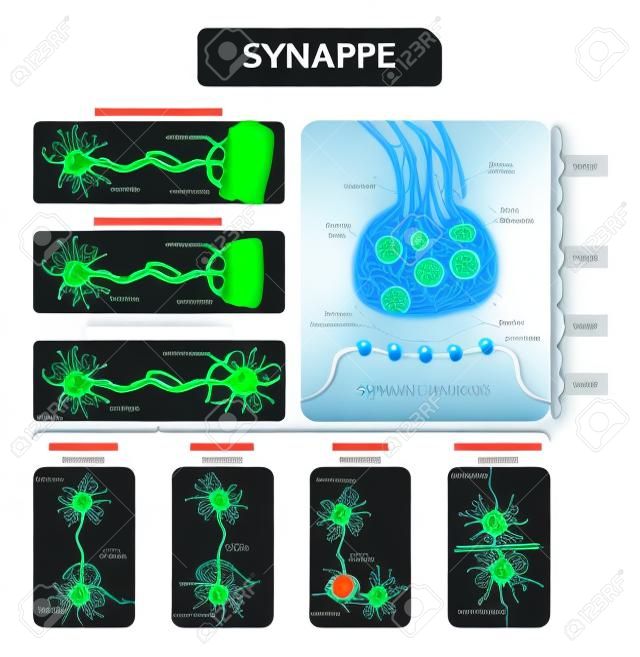 Illustration vectorielle de synapse. Diagramme étiqueté avec jonction neuromusculaire, glandulaire et autre exemple de neirons. Gros plan avec une structure isolée d'axones, de fentes et de dendrites.