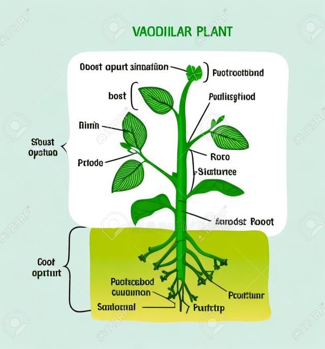 Diagramma della struttura biologica della pianta vascolare con etichette, poster di disegno di illustrazione vettoriale, schema educativo con sistema di germogli, apparato radicale e altre parti come nodi, foglie, germogli e radice