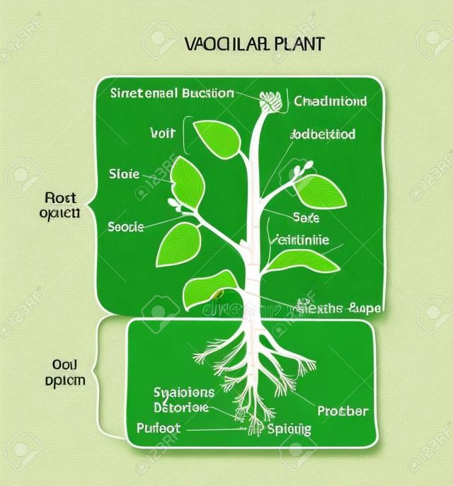Diagramma della struttura biologica della pianta vascolare con etichette, poster di disegno di illustrazione vettoriale, schema educativo con sistema di germogli, apparato radicale e altre parti come nodi, foglie, germogli e radice