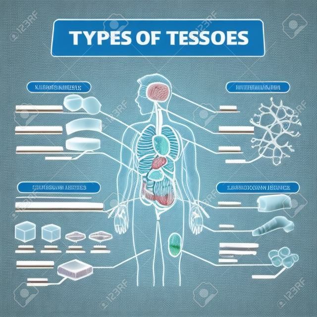 Types of tissues vector illustration. Labeled inner human organ structure scheme. Scientific and educational diagram with muscle, epithelial, nerve and connective anatomical fiber parts with examples.