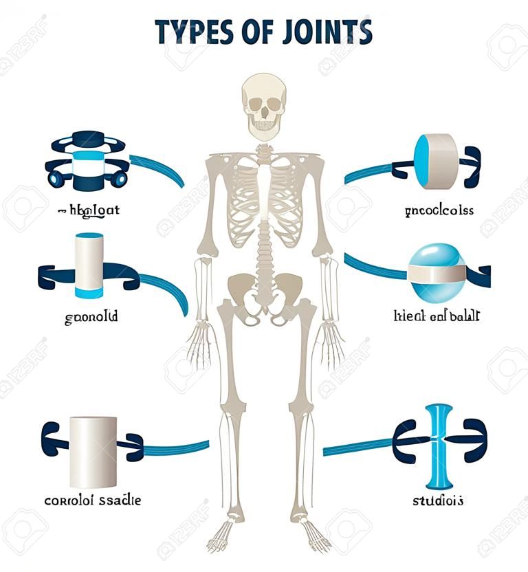 Tipi di giunti illustrazione vettoriale. Schema di connessioni scheletro etichettato. Schema anatomico didattico con perno, sella, piano, cerniera, condiloide e presa a sfera. Esempio di posizione e titoli di ossa.