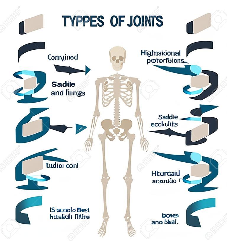 Tipi di giunti illustrazione vettoriale. Schema di connessioni scheletro etichettato. Schema anatomico didattico con perno, sella, piano, cerniera, condiloide e presa a sfera. Esempio di posizione e titoli di ossa.