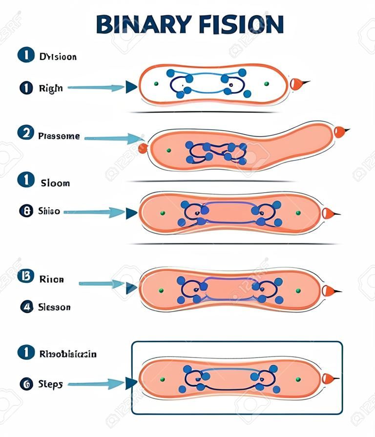 Proces rozszczepienia binarnego, diagram ilustracji wektorowych. schemat etapów podziału znakowanej reprodukcji komórek. informacje edukacyjne o biologii. Kroki kopiowania rybosomów, ścian komórkowych, plazmidów i chromosomów.