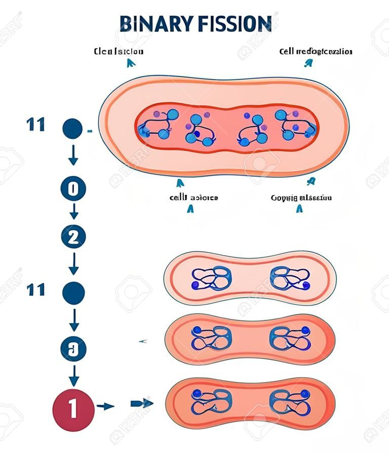 이진 핵분열 과정, 벡터 일러스트 레이 션 다이어그램입니다. 라벨이 붙은 세포 재생 분열 단계 체계. 생물학 과학 교육 정보입니다. 리보솜, 세포벽, 플라스미드 및 염색체 복사 단계.