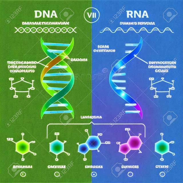 DNA vs RNA vector illustration. Educational genetic acid explanation diagram. Nucleobases structure labeled scheme. Ribonucleic and deoxyribonucleic molecule helix chain differences comparison.