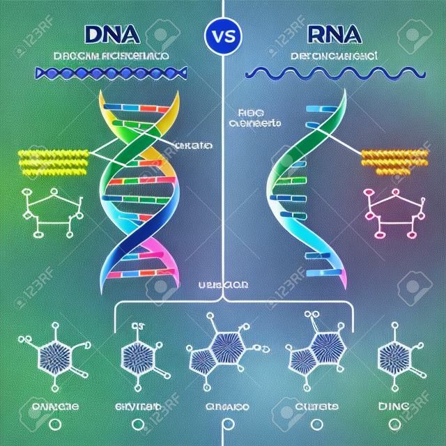 DNA vs RNA vector illustration. Educational genetic acid explanation diagram. Nucleobases structure labeled scheme. Ribonucleic and deoxyribonucleic molecule helix chain differences comparison.