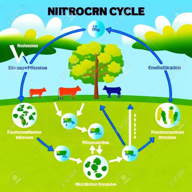 Stickstoffkreislauf-Vektor-Illustration. Biogeochemische Erklärung des markierten N2-Prozesses. Lehrdiagramm mit Denitrifikation, Fixierung, Nitrifikation und Assimilation im Ökosystem-Umweltmodell.
