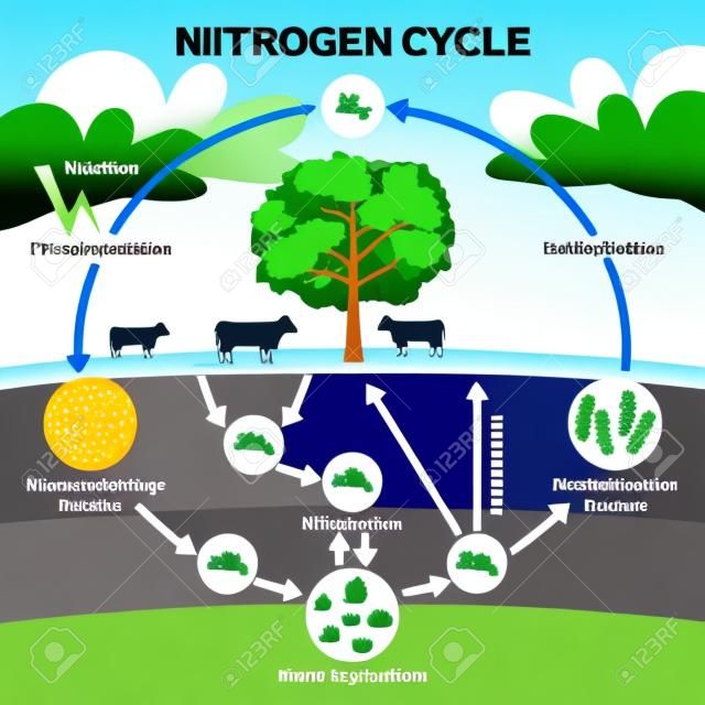 Illustrazione di vettore del ciclo dell'azoto. Spiegazione biogeochimica del processo con etichetta N2. Schema didattico con denitrificazione, fissazione, nitrificazione e assimilazione nel modello di ambiente ecosistemico.