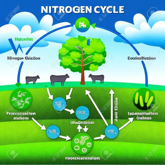 Nitrogen cycle vector illustration. Labeled N2 process biogeochemical explanation. Educational diagram with denitrification, fixation, nitrification and assimilation in ecosystem environment model.