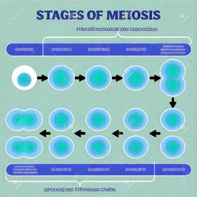 Stadien der Meiose-Abbildung. Erklärungsschema für markierte Zellteilungsprozesse aus genetischer Sicht. Interphasen- und Interkinese-Diagramm mit Phasenstrukturänderungen. Bildungsinfografik