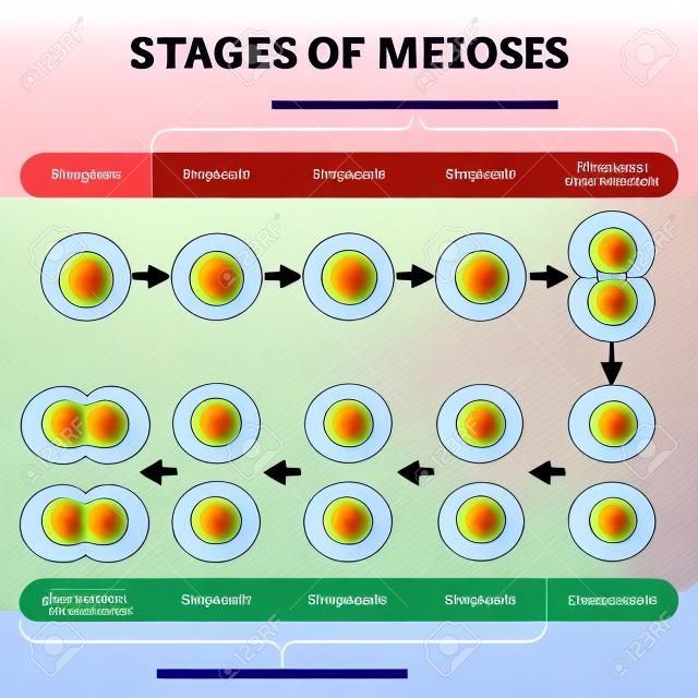Stadien der Meiose-Abbildung. Erklärungsschema für markierte Zellteilungsprozesse aus genetischer Sicht. Interphasen- und Interkinese-Diagramm mit Phasenstrukturänderungen. Bildungsinfografik