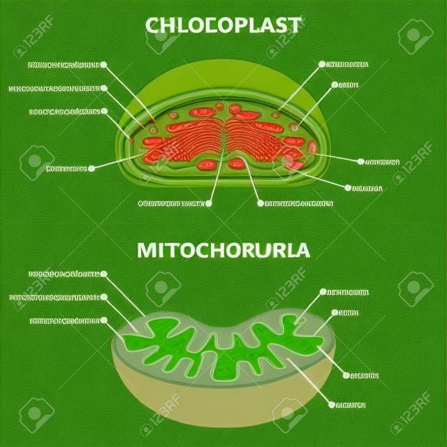 Chloroplast gegen Mitochondrien-Vektor-Illustration. Beschriftetes Bildungsstrukturschema. Biologisches Zellteildiagramm für Schulhandzettel. Physiologie-Nahaufnahmemodell mit Vergleich der Pflanzenenergieorganellen
