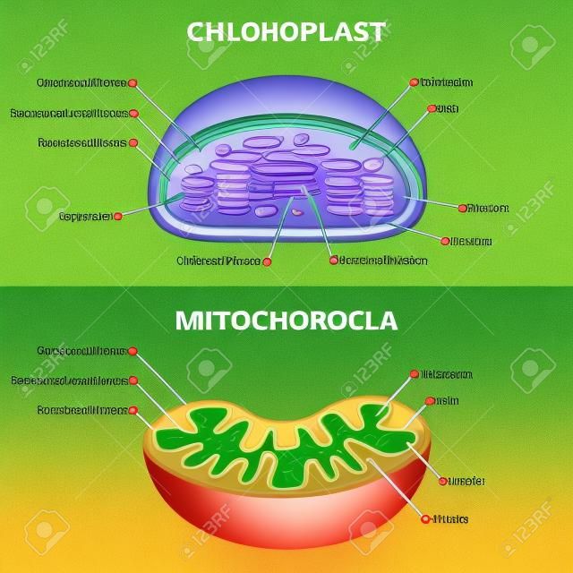 Cloroplasto vs illustrazione vettoriale dei mitocondri. Schema di struttura educativa etichettato. Schema della parte delle cellule biologiche per la dispensa scolastica. Modello di primo piano di fisiologia con confronto di organelli energetici delle piante