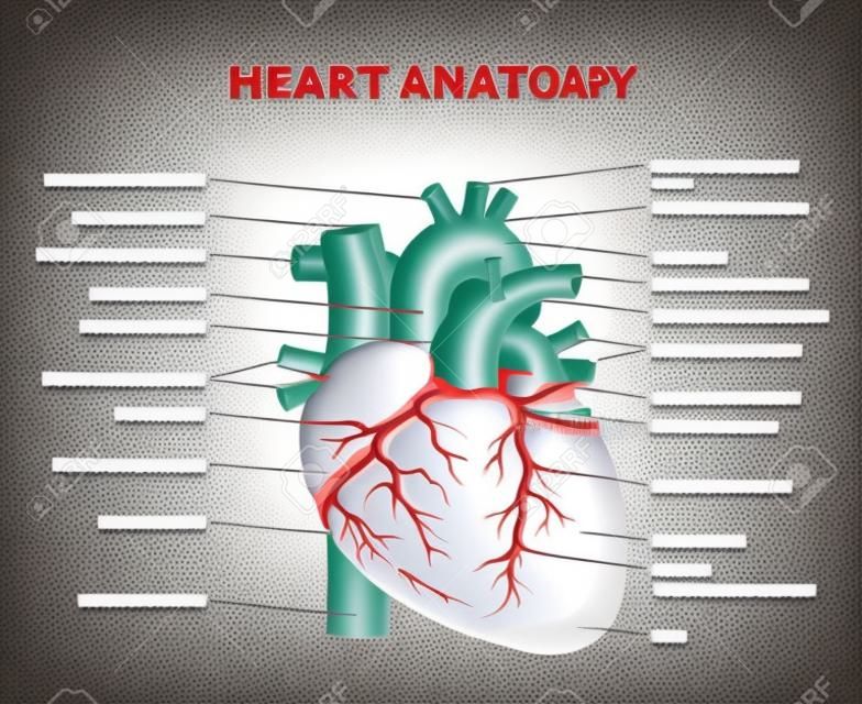 Ilustración de vector de anatomía del corazón. Esquema educativo de estructura de órganos etiquetados. Fisiología médica interna del cuerpo con partes de arteria, arco, venas, cava, tronco y aurícula. Información de material biológico.