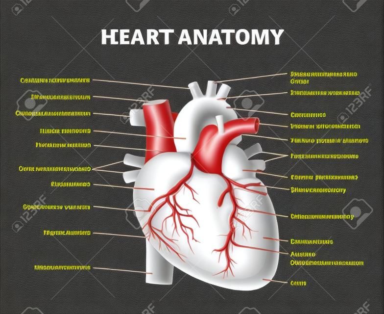 Heart anatomy vector illustration. Labeled organ structure educational scheme. Internal body medical physiology with artery, arch, veins, cava, trunk and atrium parts. Biological handout information.