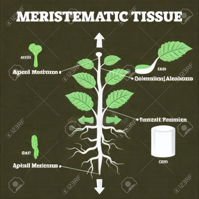 Ilustracja wektorowa tkanki merystematycznej. Oznaczony schemat struktury roślin edukacyjnych. Opis biologiczny z częściami merystemu wierzchołkowego, interkalarnego, bocznego i wierzchołkowego. Informacje o pędzie, węźle, korzeniu i łodydze