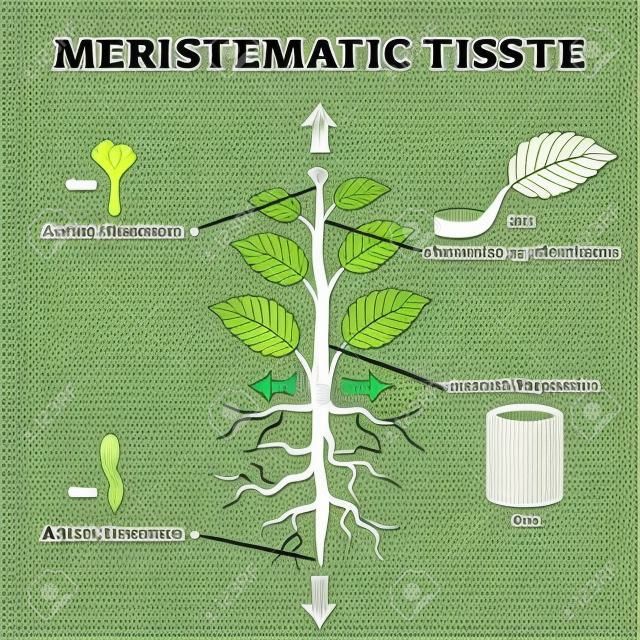 Meristematic tissue vector illustration. Labeled educational plant structure scheme. Biological description with apical, intercalary, lateral and apical meristem parts. Shoot, node, root and stem info