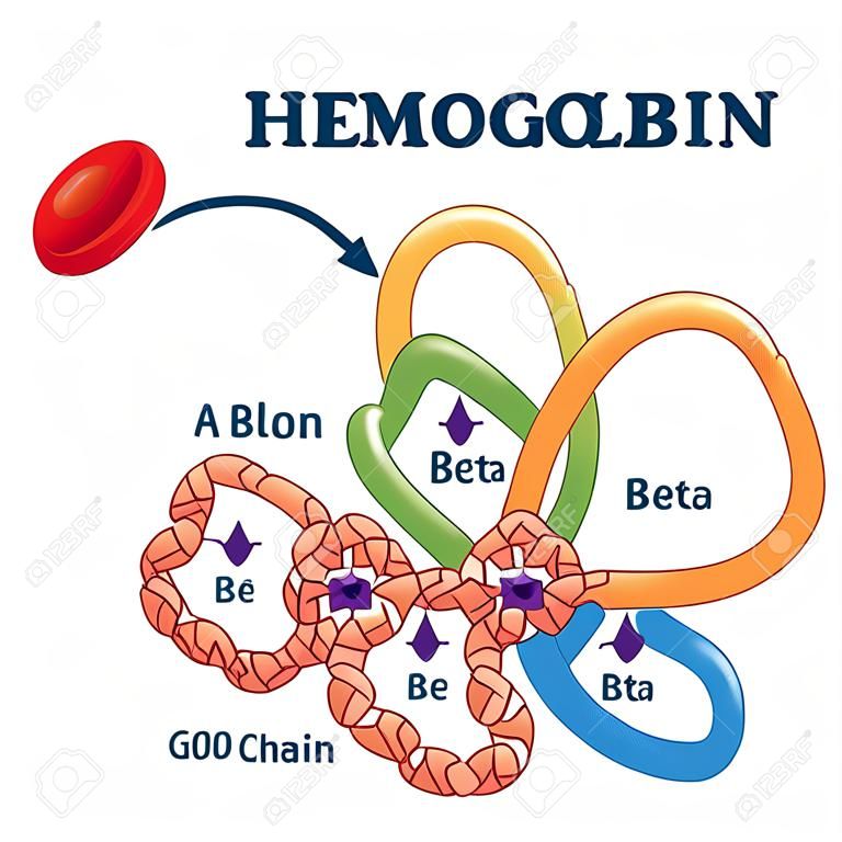 Hemoglobin in red blood cells as oxygen transport metalloprotein educational scheme. Medical element structure with closeup iron, heme group, alpha and beta chain. Scientific anatomical inner element