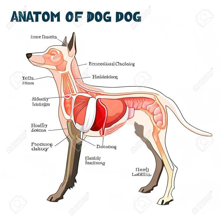 Anatomie du chien avec illustration vectorielle d'examen de la structure interne des organes. Description du modèle vétérinaire sain avec description de l'emplacement des parties internes de l'animal. Document pédagogique étiqueté pour la zoologie.