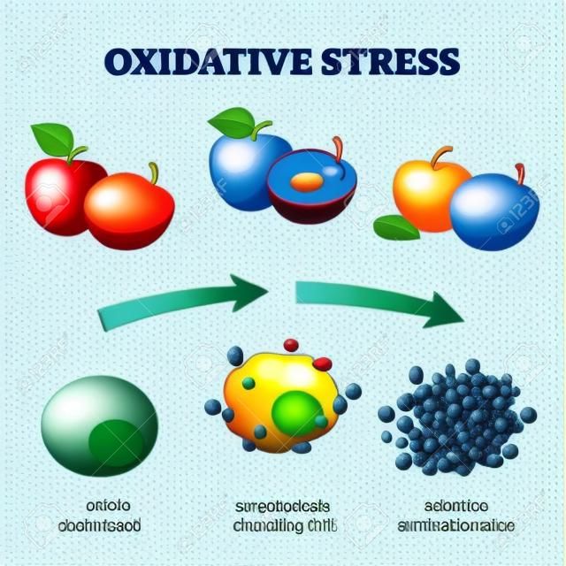 Invecchiamento ossidativo da stress come diagramma del processo di attacco delle cellule dei radicali liberi