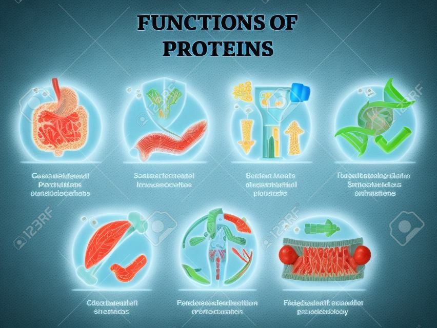 Functions of proteins with anatomical roles in body outline collection set