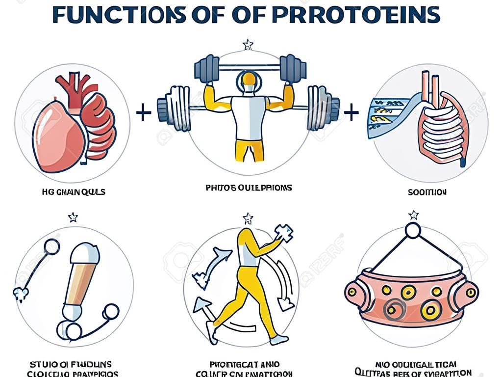 Funções das proteínas com papéis anatômicos no conjunto da coleção do esboço do corpo