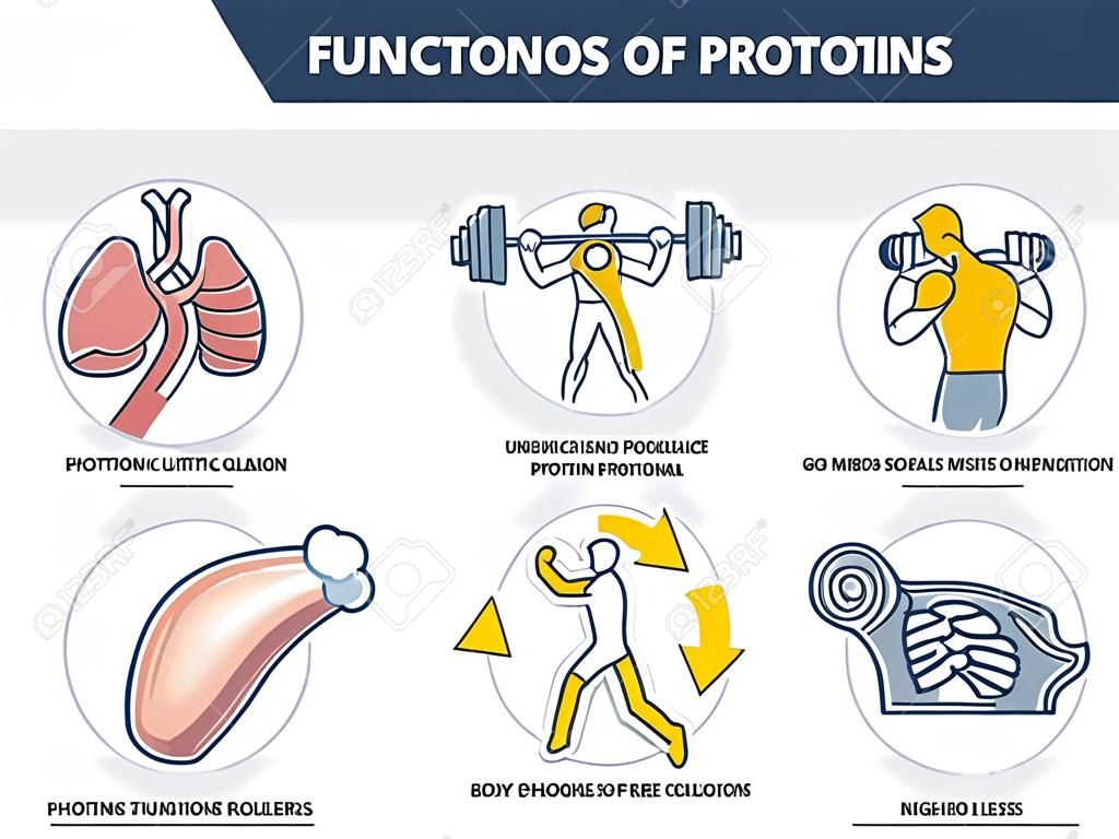 Funções das proteínas com papéis anatômicos no conjunto da coleção do esboço do corpo