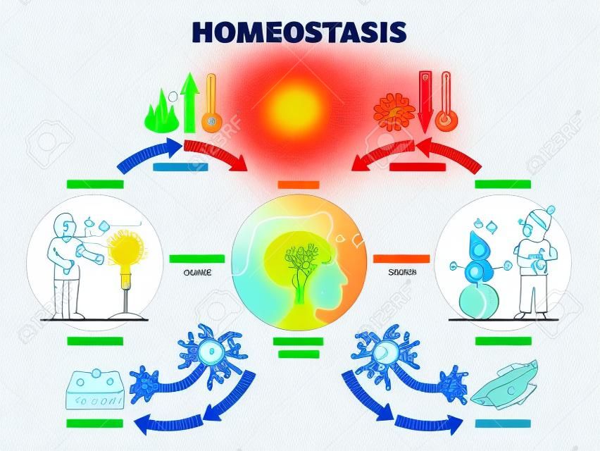Homeostase como estado biológico com diagrama de contorno de regulação de temperatura