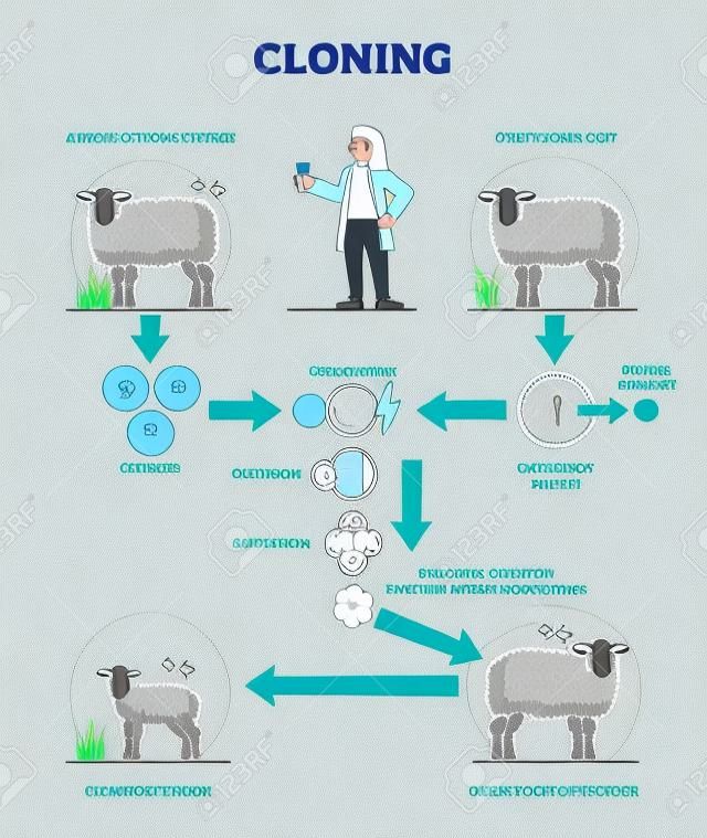 Explicación del proceso de clonación con diagrama de esquema de etapas de creación de ovejas adultas