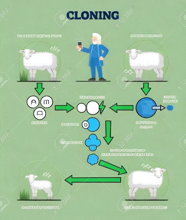 Cloning process explanation with adult sheep creation stages outline diagram