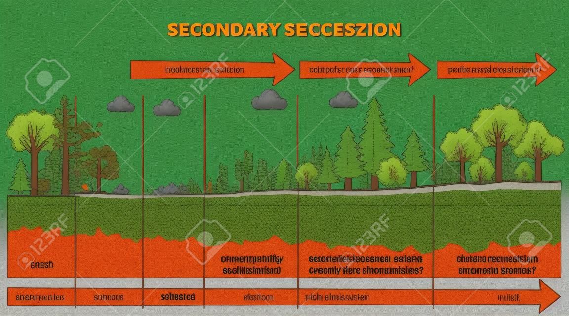 Diagrama de esquema de sucesión secundaria como recuperación ecológica después de un incendio forestal