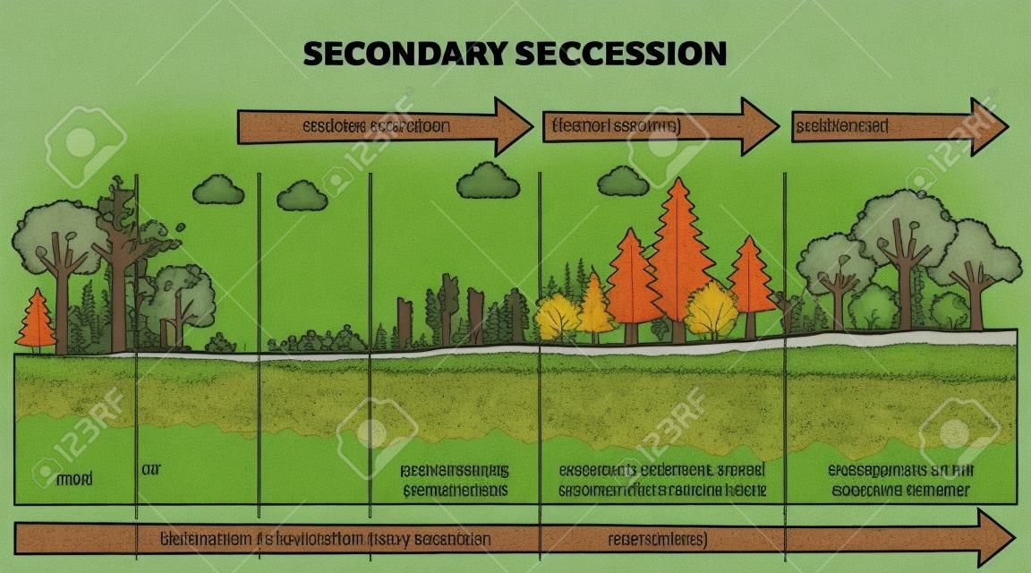 山火事後の生態学的回復としての二次的継承概要図