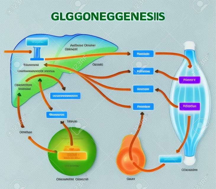 Szlak metaboliczny glukoneogenezy gng dla schematu generowania glukozy