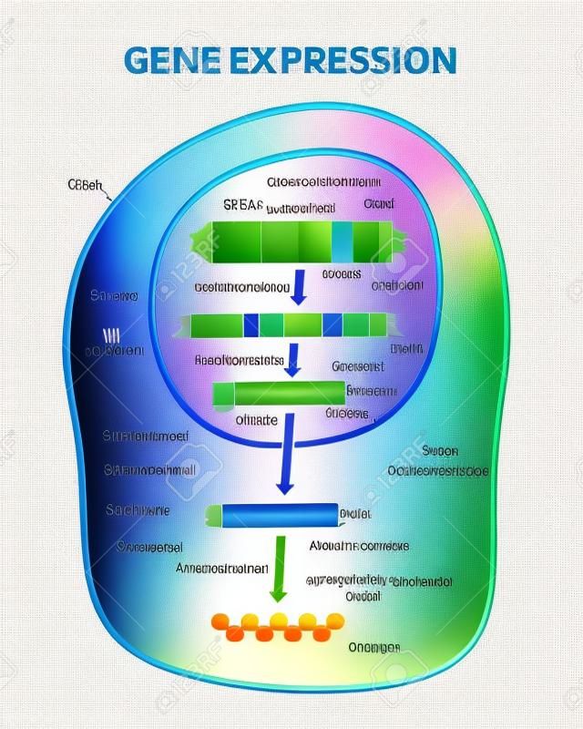 Gene expression stages with transcription and RNA splicing outline diagram