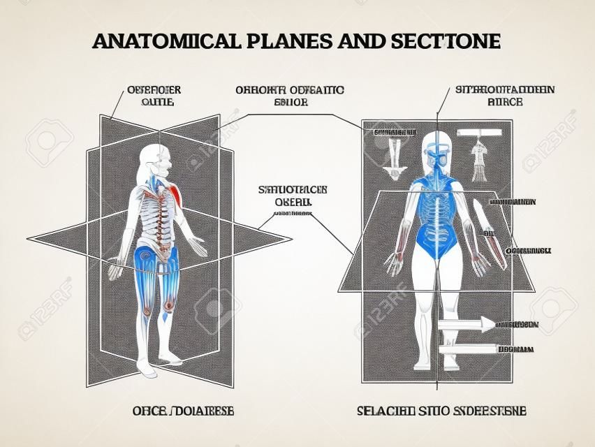 Anatomical planes or sections for human medical body division outline diagram