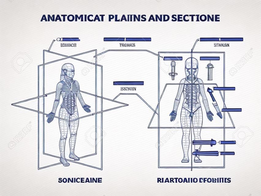 Anatomical planes or sections for human medical body division outline diagram