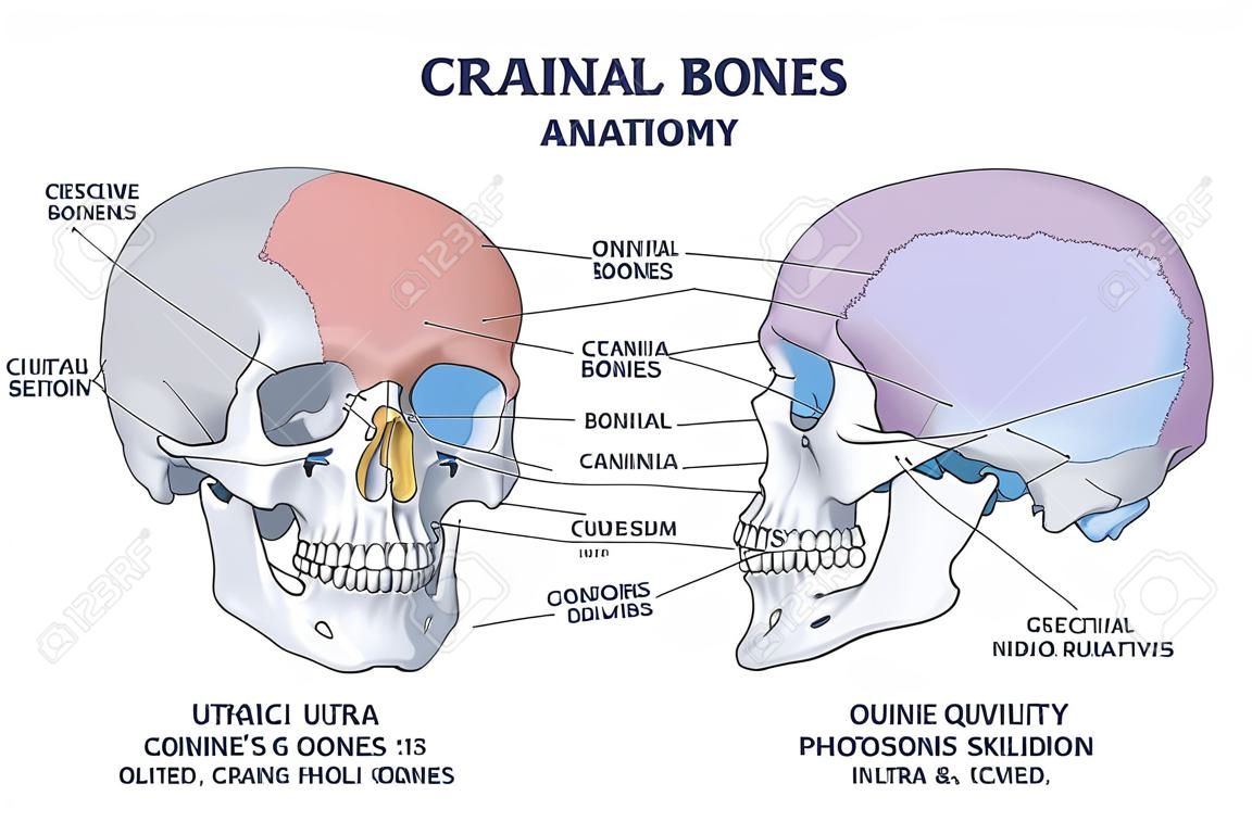 anatomie des os du crâne