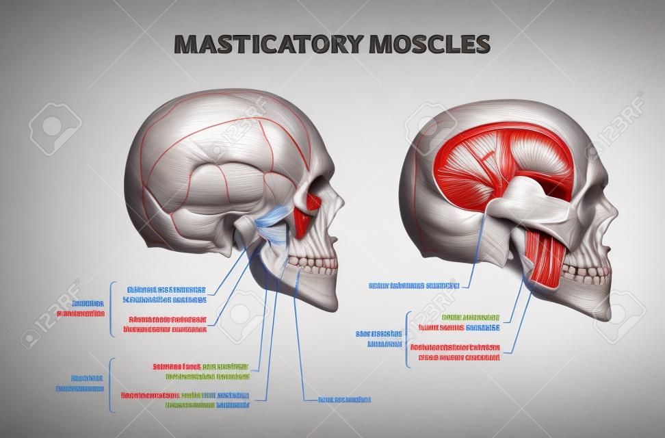 Masticatoire spieren en jukbeenderen spiersysteem anatomie schema