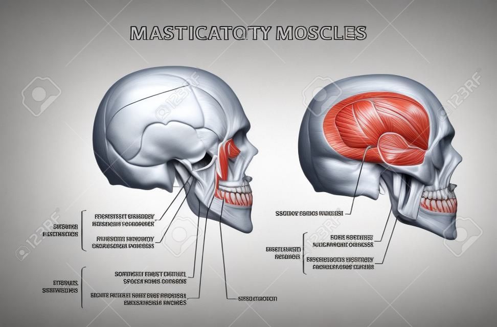 Muscoli masticatori e zigomi schema di anatomia del sistema muscolare