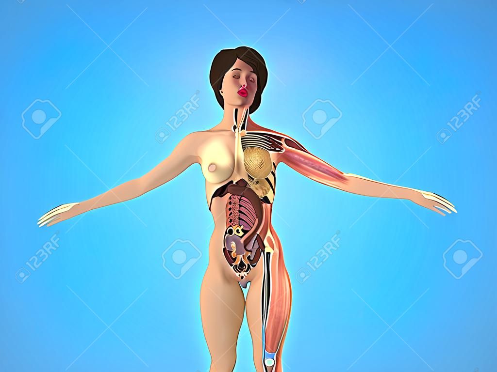 Een vrouw lichaam voor boeken over anatomie 3d render afbeelding op blauw
