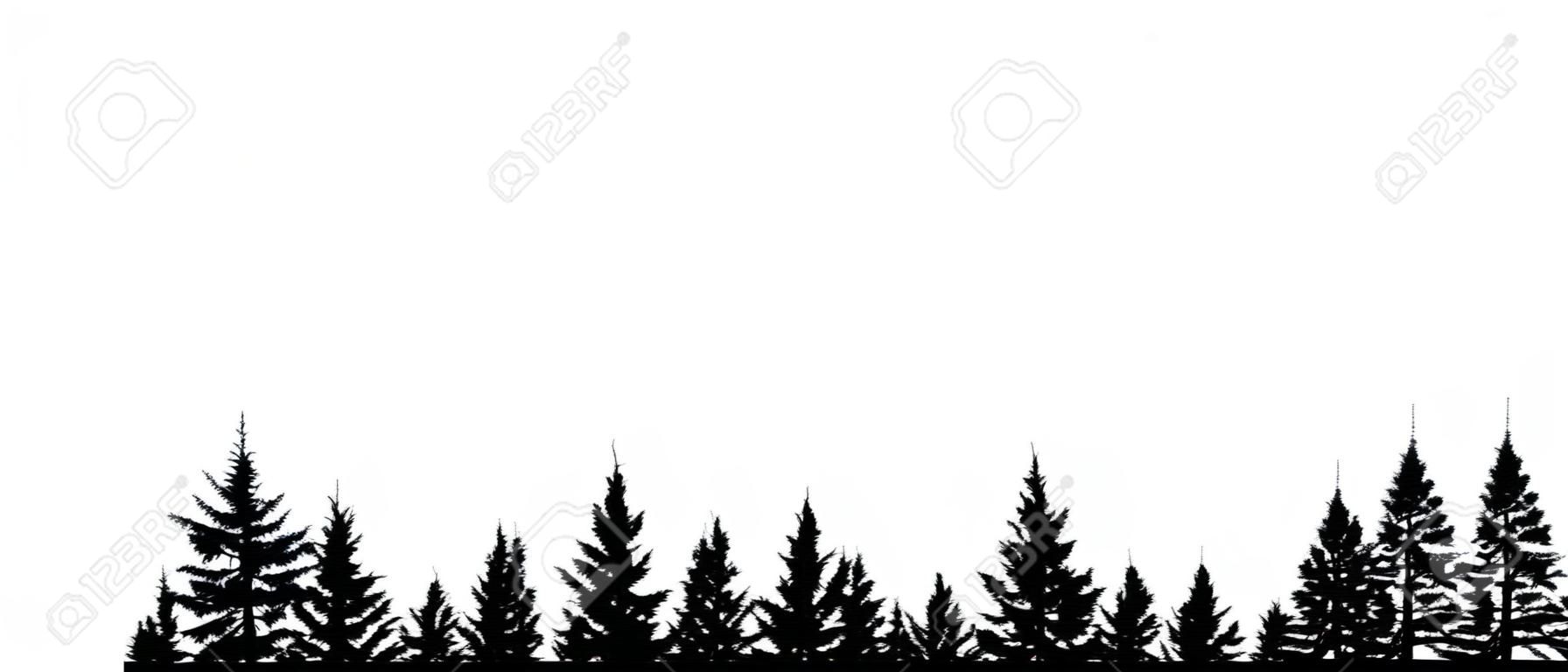 Forest evergreen, coniferous trees, silhouette vector background