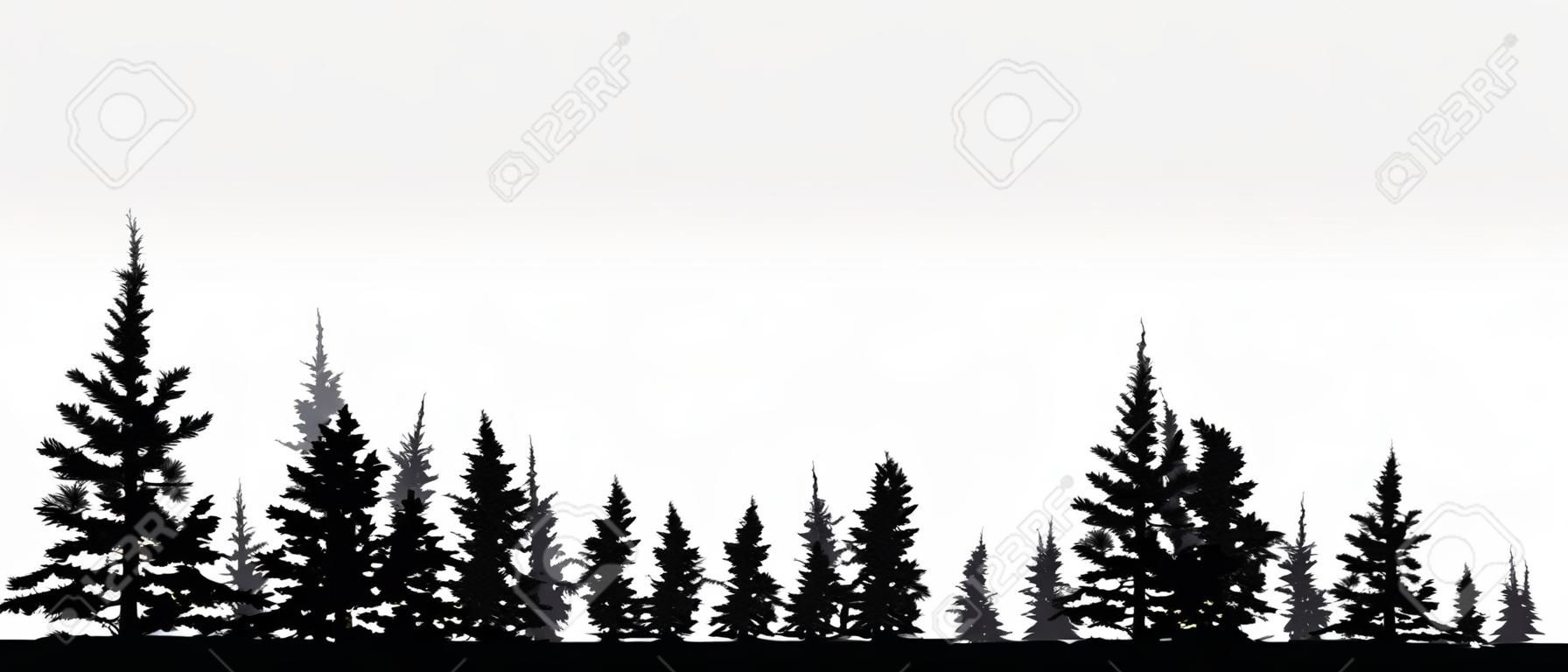 Foresta, conifere, fondo di vettore della siluetta. Albero, abete, albero di natale, abete rosso, pino
