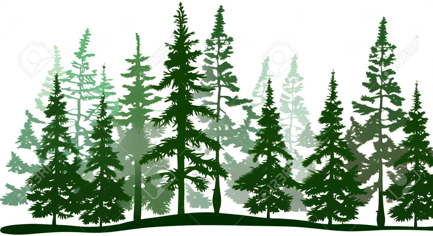 Pino de hoja perenne del bosque verde, árbol aislado. Parque del árbol de Navidad. Objetos individuales y separados. Ilustración vectorial