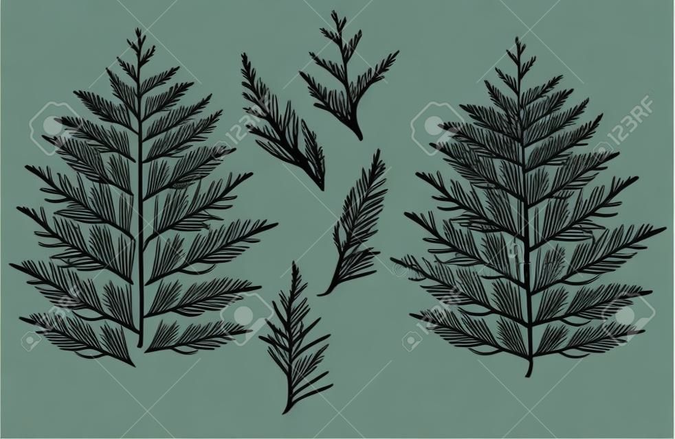 Silhouette of branch thuja, set. Ornamental tree. Separate elements. Vector illustration.
