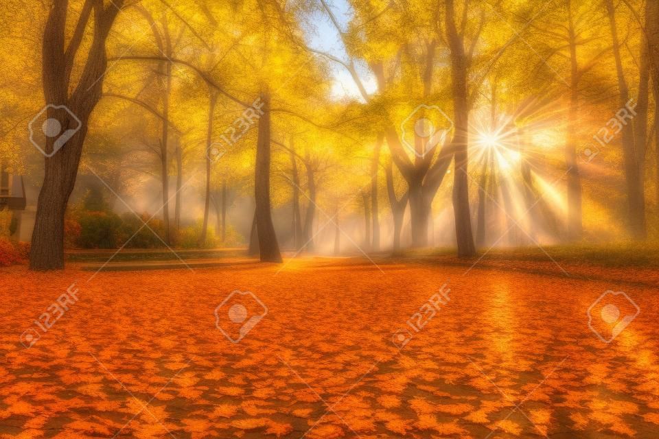 Beau parc en automne. Partout les feuilles sur l'arrière des arbres. Couleurs scintillantes d'automne.