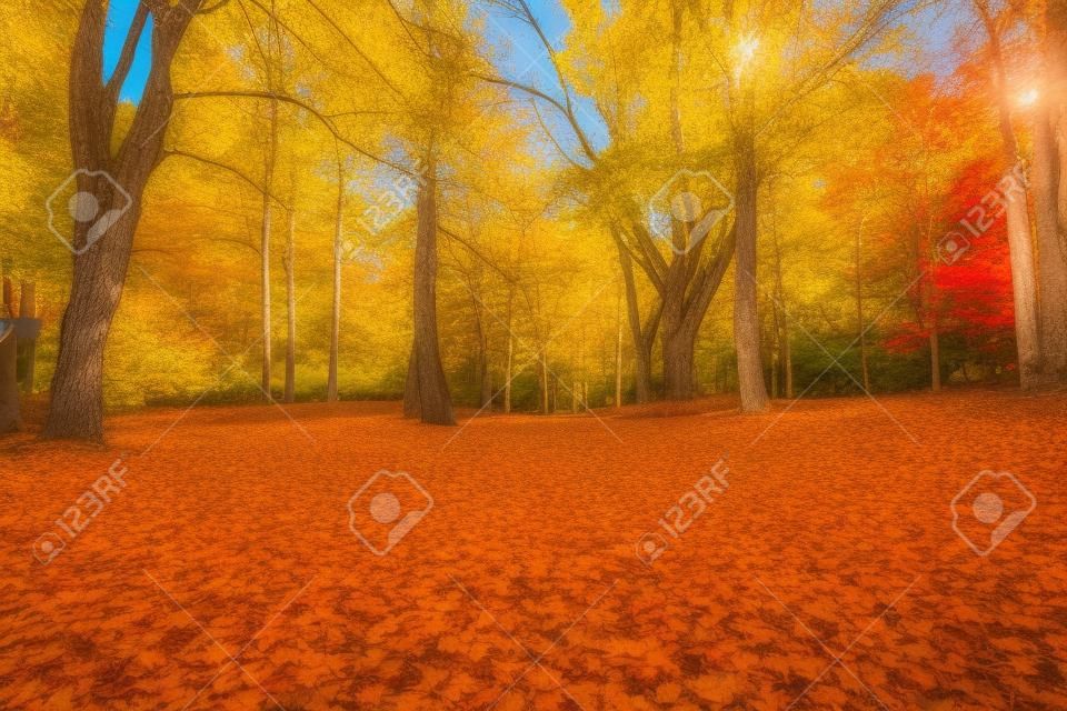 Beau parc en automne. Partout les feuilles sur l'arrière des arbres. Couleurs scintillantes d'automne.