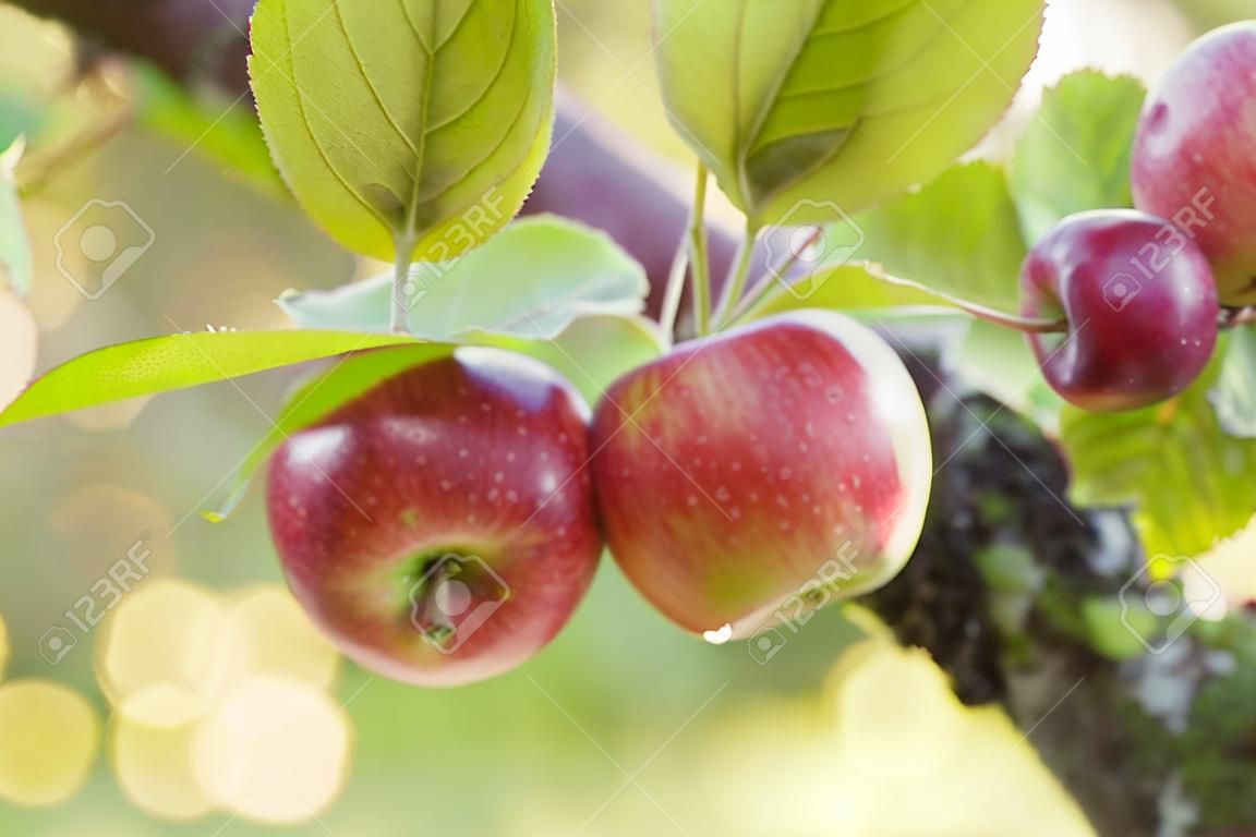 Äpfel auf Baum