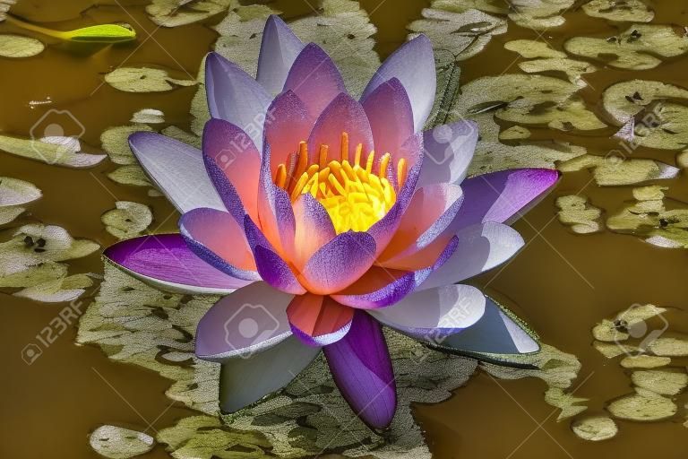 Lotus blanc avec du pollen jaune sur la surface de l'étang