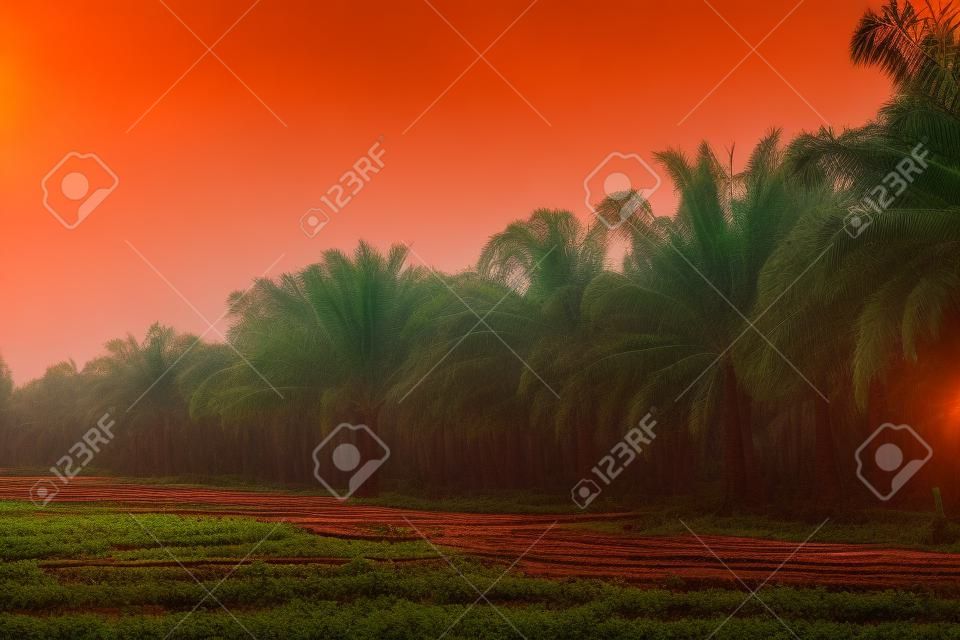 Tayland'da günbatımında palmiye yağı ekimi.